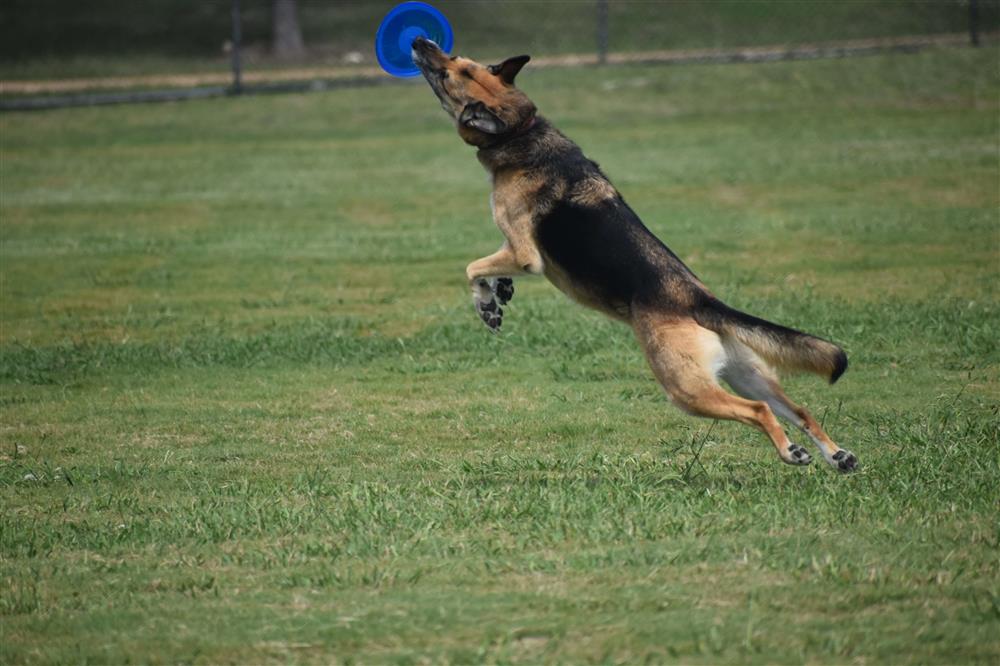 How do dog parks help the community?